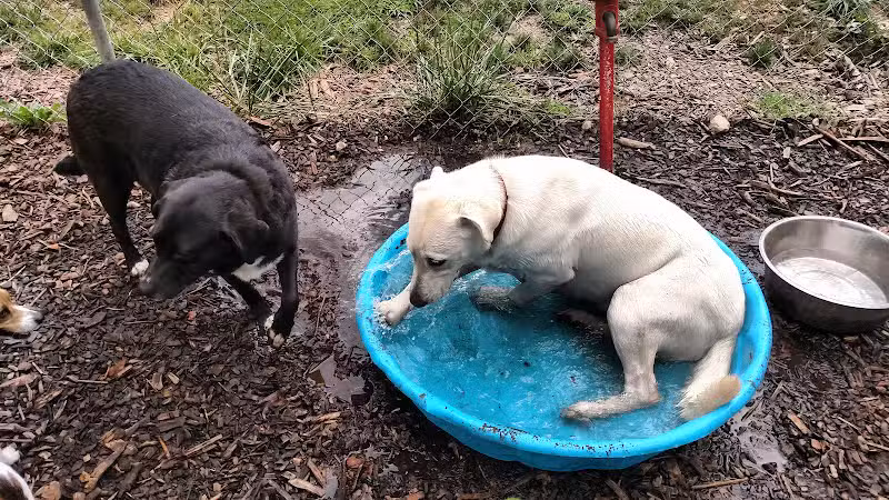 Barry County Veterans Memorial Dog Park - Hastings, MI