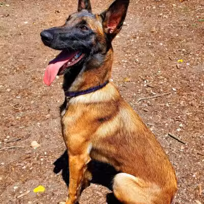 Barry County Veterans Memorial Dog Park - Hastings, MI