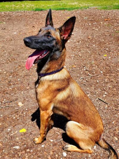 Barry County Veterans Memorial Dog Park - Hastings, MI