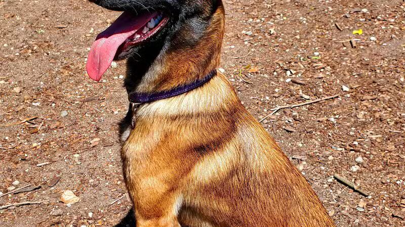 Barry County Veterans Memorial Dog Park - Hastings, MI