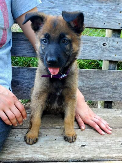 Barry County Veterans Memorial Dog Park - Hastings, MI