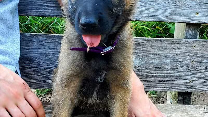 Barry County Veterans Memorial Dog Park - Hastings, MI