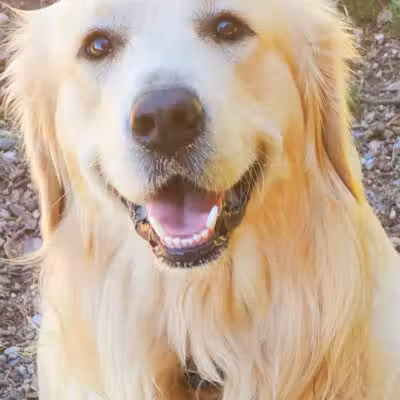 Barry County Veterans Memorial Dog Park - Hastings, MI