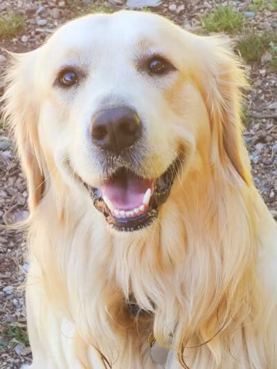 Barry County Veterans Memorial Dog Park - Hastings, MI