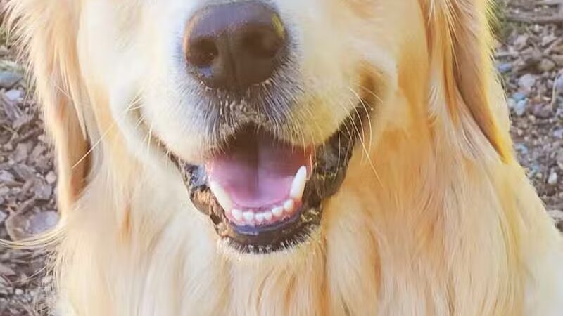 Barry County Veterans Memorial Dog Park - Hastings, MI