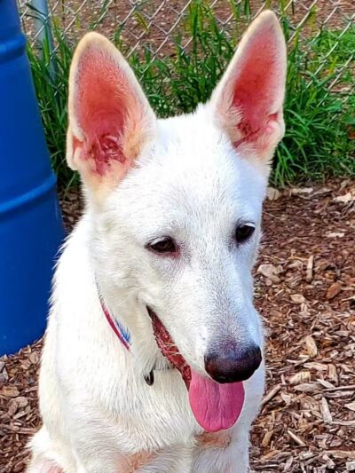 Barry County Veterans Memorial Dog Park - Hastings, MI