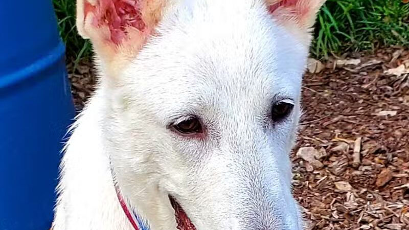 Barry County Veterans Memorial Dog Park - Hastings, MI