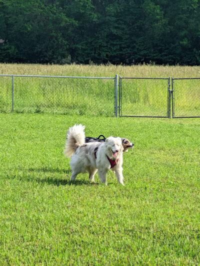 Barry County Veterans Memorial Dog Park - Hastings, MI