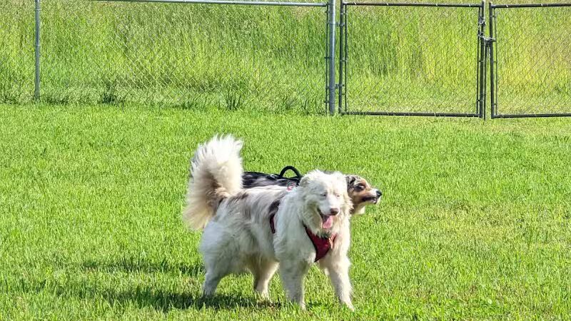 Barry County Veterans Memorial Dog Park - Hastings, MI