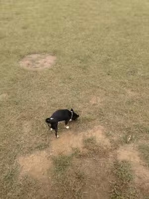 Fields of Barktopia - Hattiesburg, MS