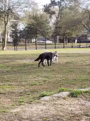 See Spot Run Dog Park - Hattiesburg, MS