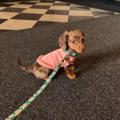 Central Park Puppies - Hauppauge, NY