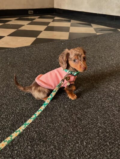 Central Park Puppies - Hauppauge, NY