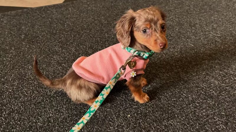 Central Park Puppies - Hauppauge, NY