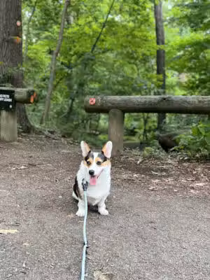 Central Park Puppies - Hauppauge, NY