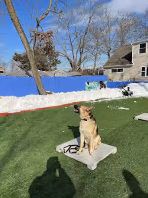 The K-9 Center - Hauppauge, NY