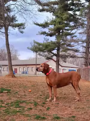 K9 Cody Dog Park - Havre De Grace, MD