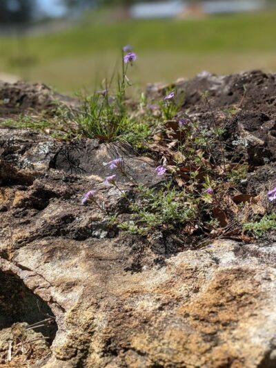Hawkinsville Park - Hawkinsville, GA