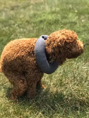 Regency Dog Park - Haymarket, VA