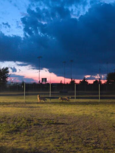 Hays Dog Park - Hays, KS