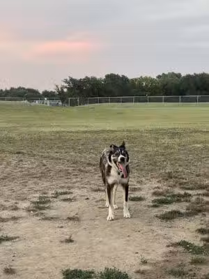 Haysville Dog Park At Dorner Park - Haysville, KS