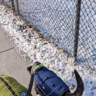 Dog Park - Hazel Park, MI