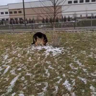 Dog Park - Hazel Park, MI