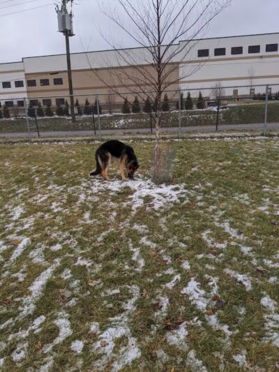 Dog Park - Hazel Park, MI