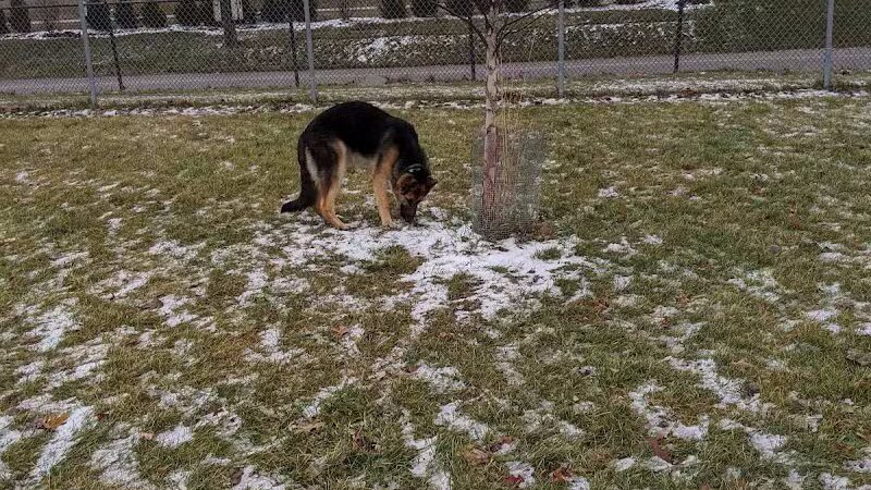 Dog Park - Hazel Park, MI