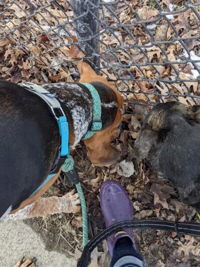 Dog Park - Hazel Park, MI