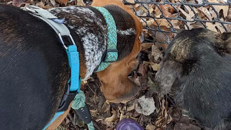 Dog Park - Hazel Park, MI