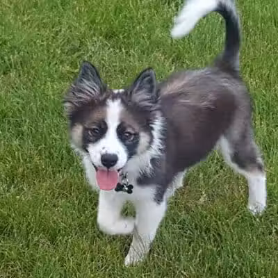 Dog Park - Hazel Park, MI