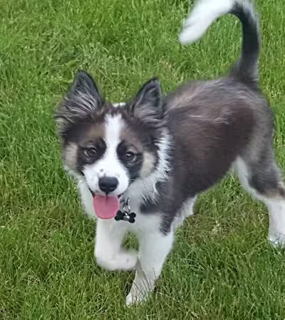 Dog Park - Hazel Park, MI