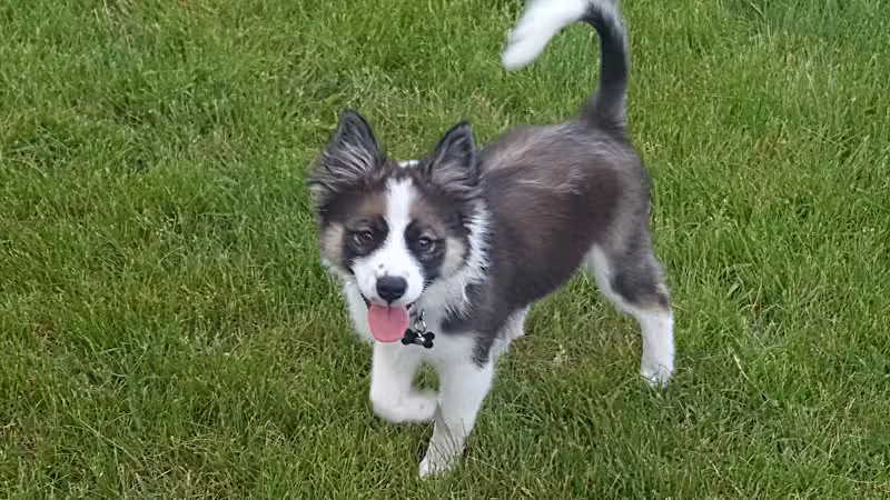Dog Park - Hazel Park, MI