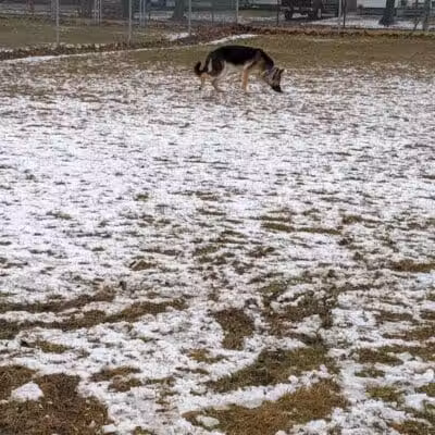 Dog Park - Hazel Park, MI