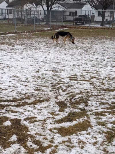 Dog Park - Hazel Park, MI