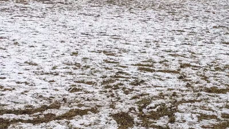 Dog Park - Hazel Park, MI