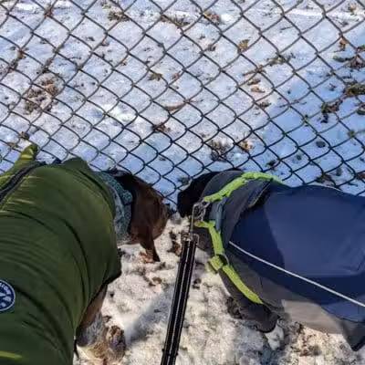 Dog Park - Hazel Park, MI