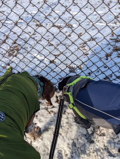 Dog Park - Hazel Park, MI