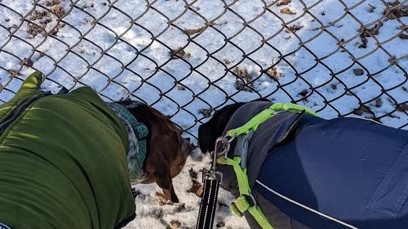 Dog Park - Hazel Park, MI