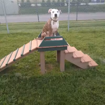 Dog Park - Hazel Park, MI