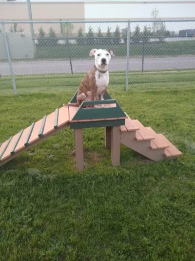 Dog Park - Hazel Park, MI