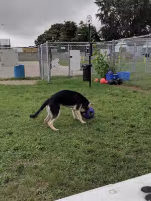 Dog Park - Hazel Park, MI