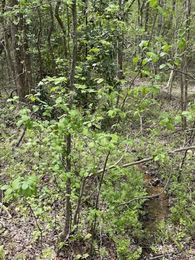 Heath Springs Walking Trail - Heath Springs, SC