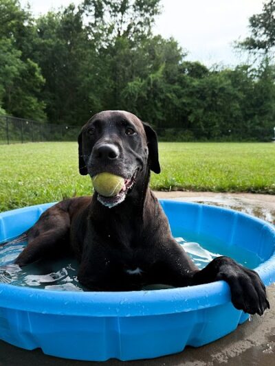 All Bark Village - Herculaneum, MO