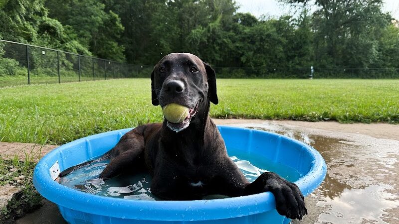 All Bark Village - Herculaneum, MO