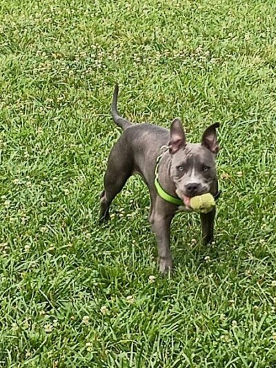 All Bark Village - Herculaneum, MO