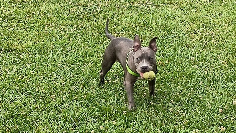 All Bark Village - Herculaneum, MO