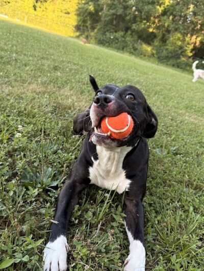 All Bark Village - Herculaneum, MO