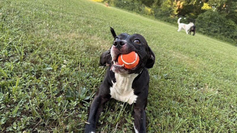 All Bark Village - Herculaneum, MO
